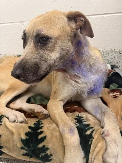 An adult large-sized female Mixed Breed dog named Mila for adoption in Atlanta, GA