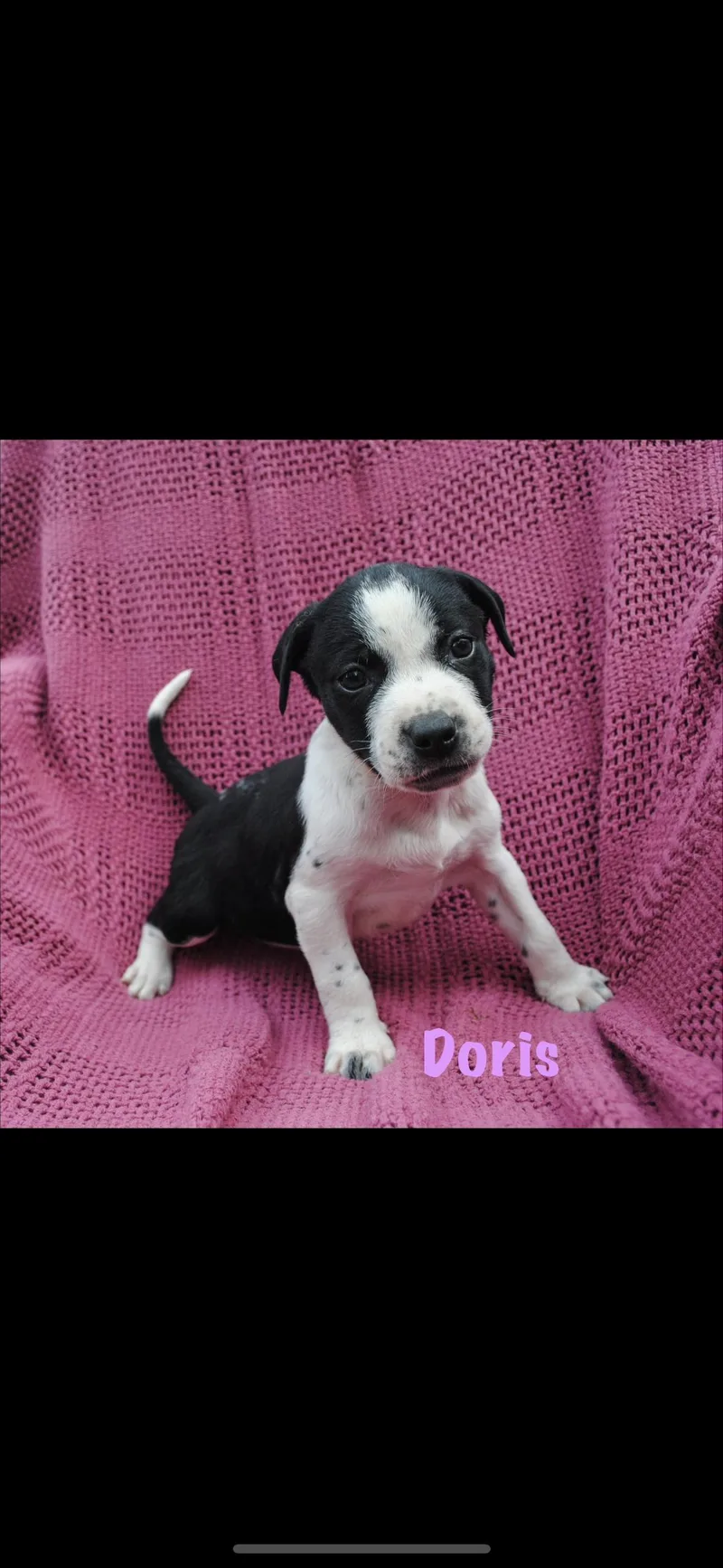 A baby medium-sized female White / Cream American Staffordshire Terrier dog named Doris for adoption in seaside heights, NJ