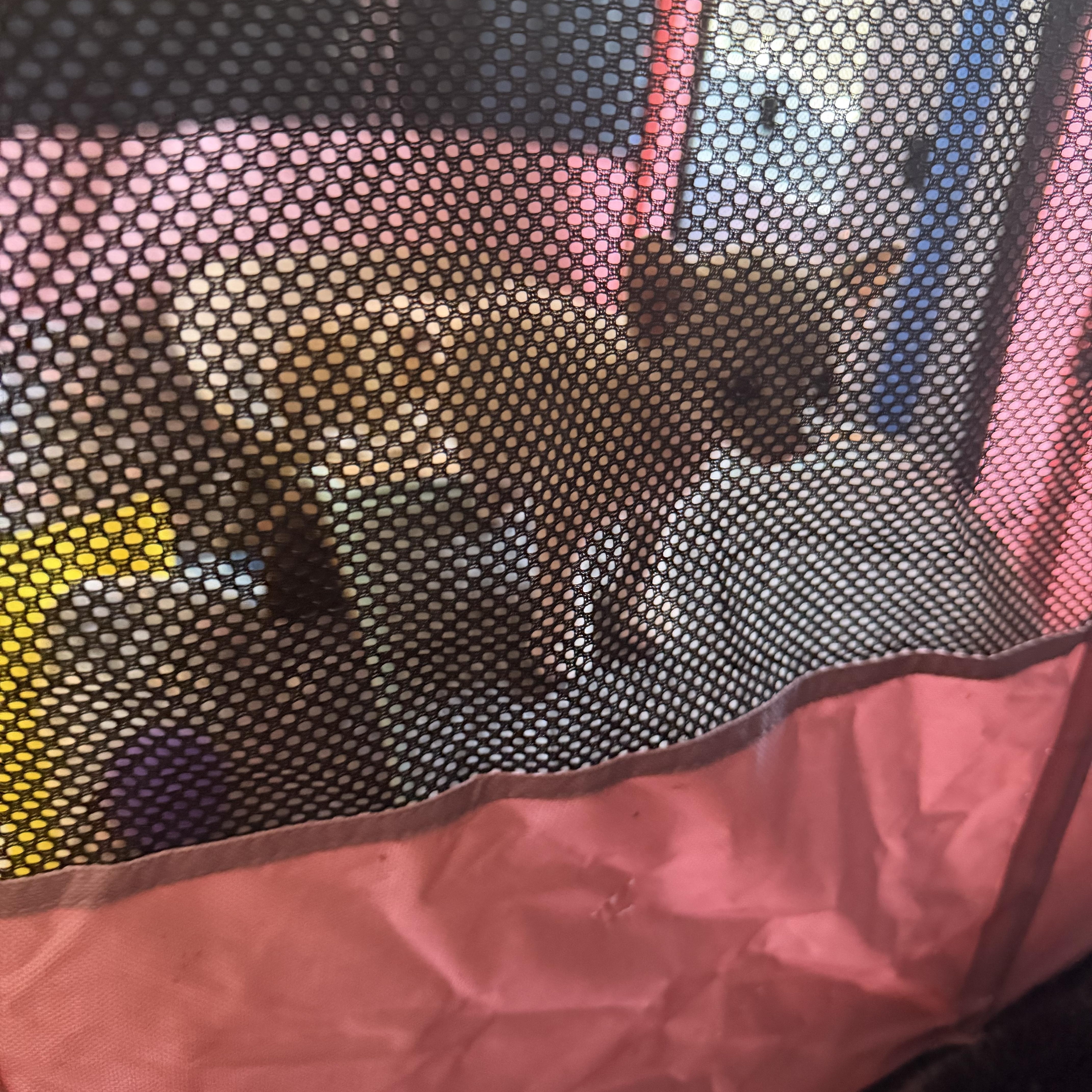 A baby medium-sized male Tabby (Orange / Red) Domestic Short Hair cat named Tred for adoption in Bulverde, TX