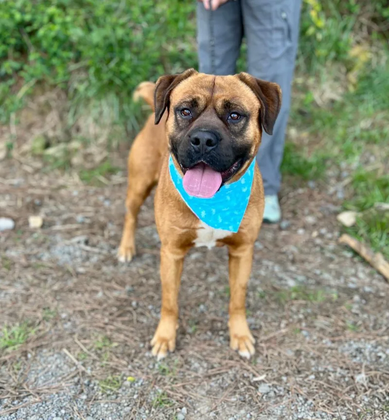An adult large-sized male Mixed Breed dog named Buck for adoption in Ellijay, GA