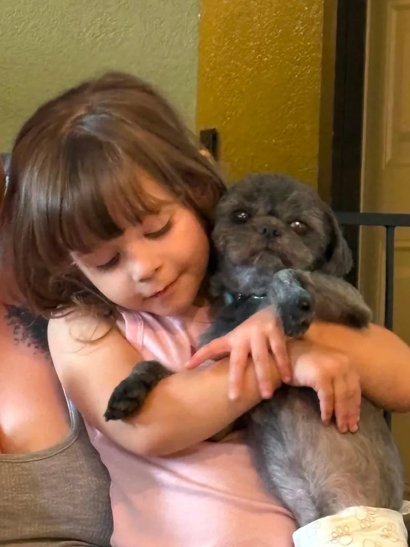 An adult small-sized male Shih Tzu dog named Ribbit for adoption in Eugene, OR