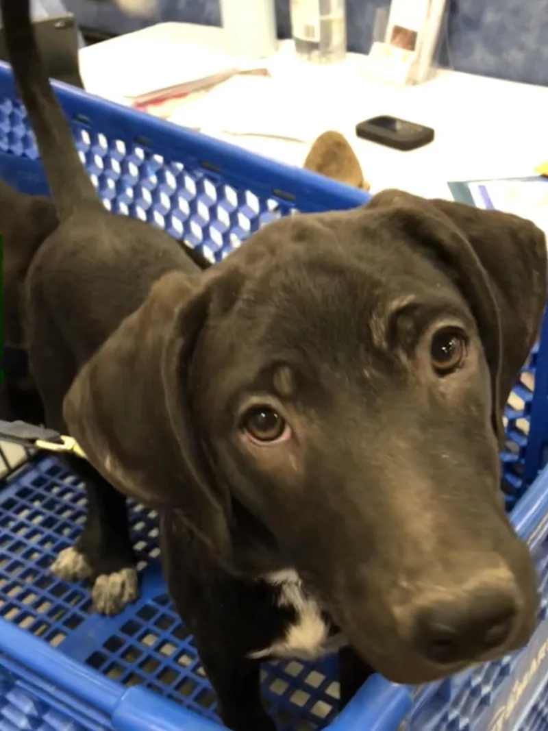 Remi