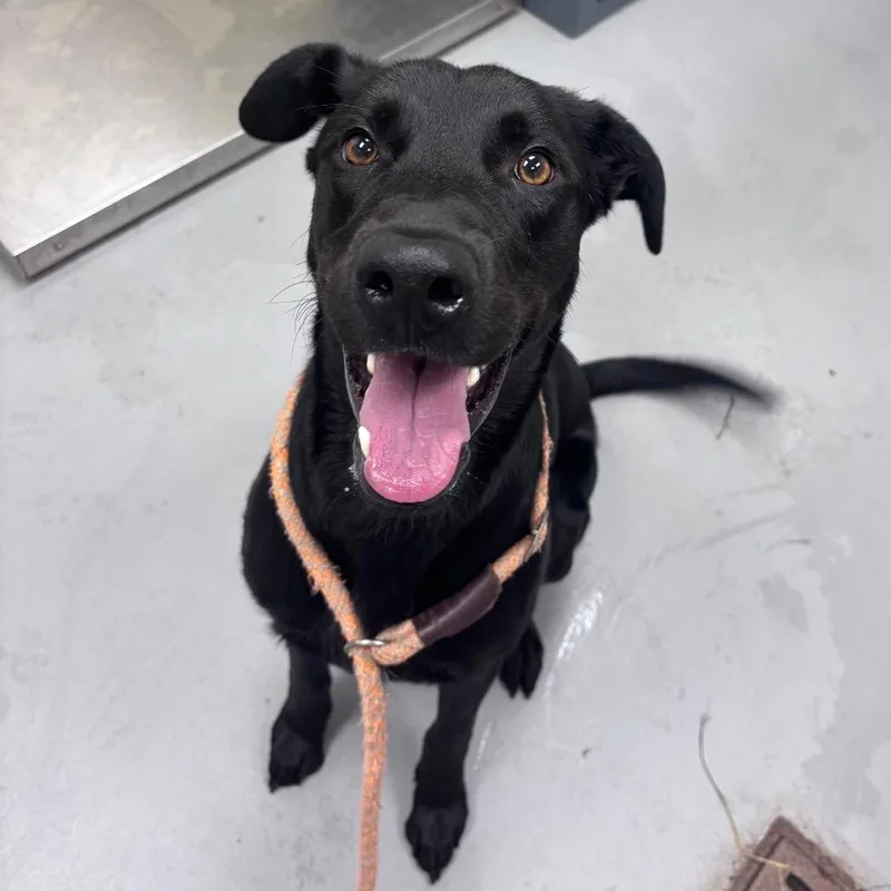 An adult medium-sized male Black Mixed Breed dog named StraystAvenue for adoption in Columbus, GA