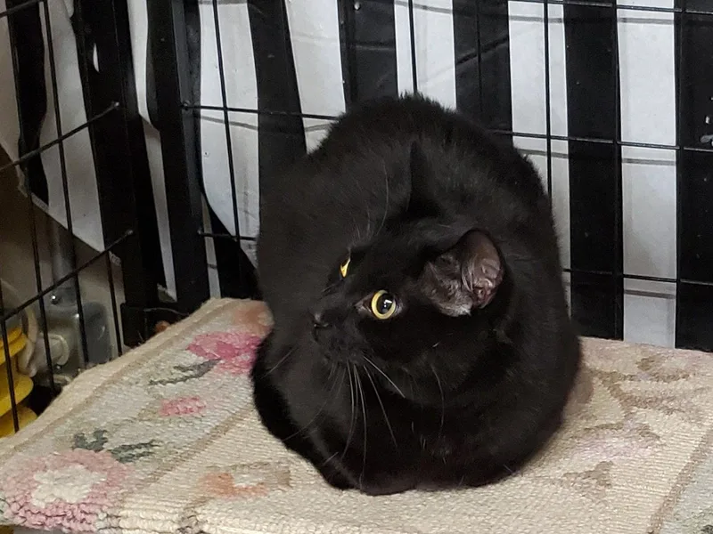 An adult medium-sized male Black Domestic Short Hair cat named Pepperoni for adoption in Cincinnati, OH