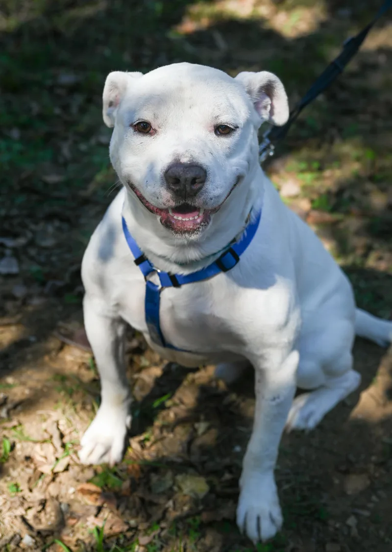 An adult large-sized male White / Cream Boxer dog named Mr. Buggles for adoption in Chattanooga, TN