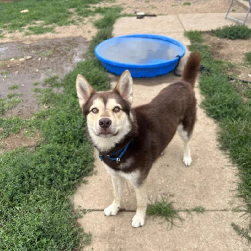 An adult large-sized male Brown / Chocolate Husky dog named Sailor for adoption in Shawnee, KS