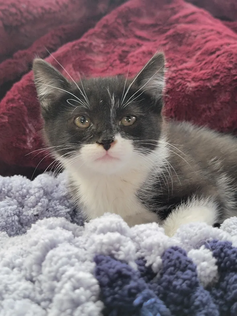 A baby medium-sized female Black & White / Tuxedo Domestic Short Hair cat named Greta for adoption in Washoe Valley, NV