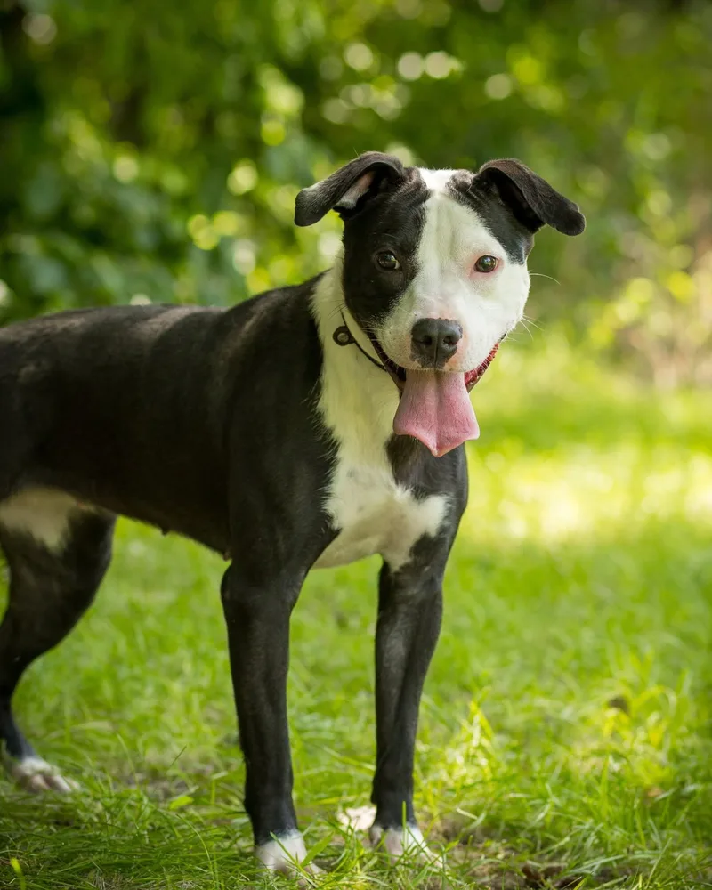 A young medium-sized female Black Pit Bull Terrier dog named Haze for adoption in Bridgeport, CT