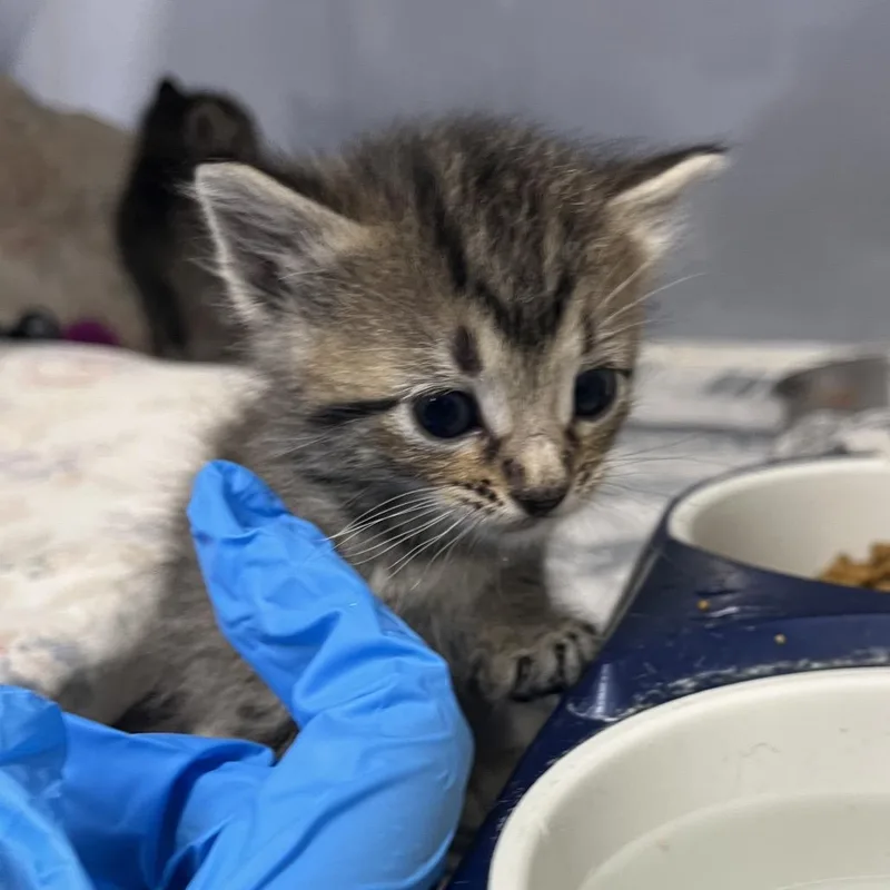 A baby small-sized male Brown / Chocolate Domestic Short Hair cat named Faith for adoption in Stephenville, TX