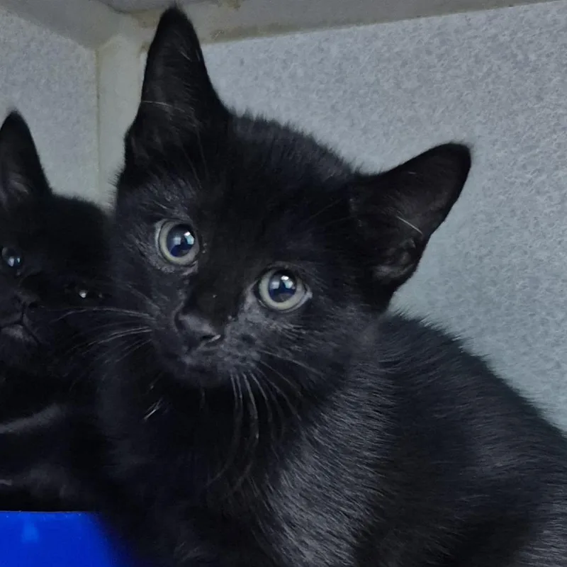 A baby small-sized female Gray / Blue / Silver Domestic Short Hair cat named Bossuet for adoption in Newark, NJ