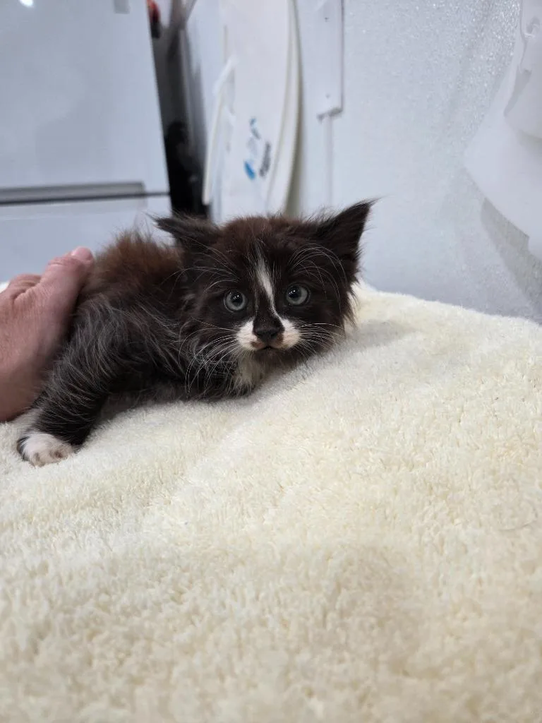 A baby small-sized male Domestic Long Hair cat named Abraham for adoption in Brookings, OR