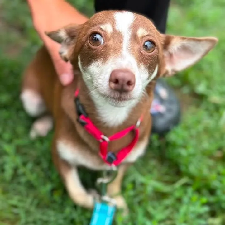An adult small-sized female Brown / Chocolate Mixed Breed dog named Tulip for adoption in Fredericksburg, VA
