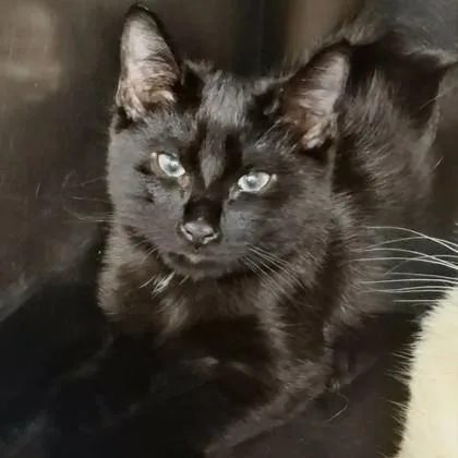 A baby small-sized male Domestic Short Hair cat named Olive for adoption in Voorhees, NJ