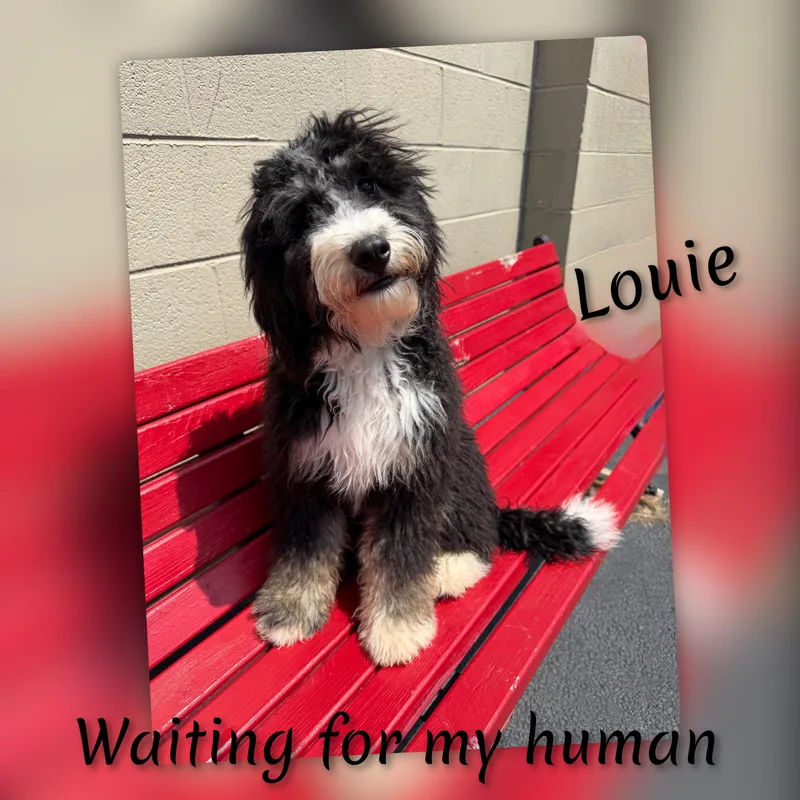 Louie thumbnail 2