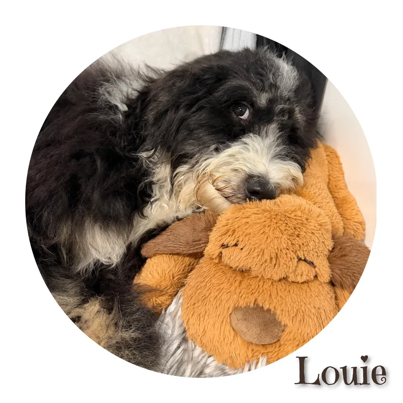 Louie thumbnail 3