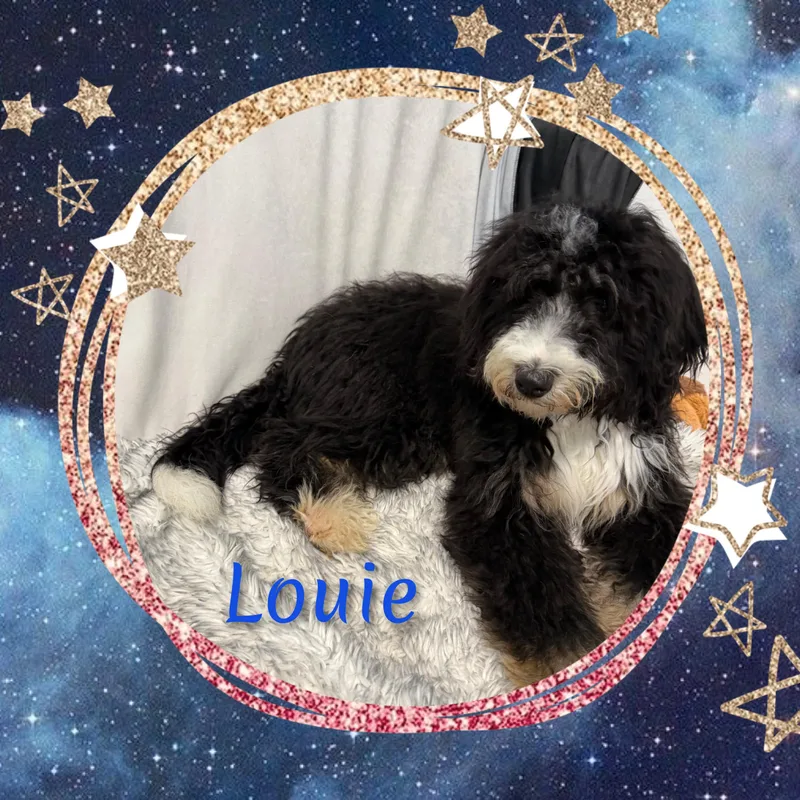 Louie thumbnail 6