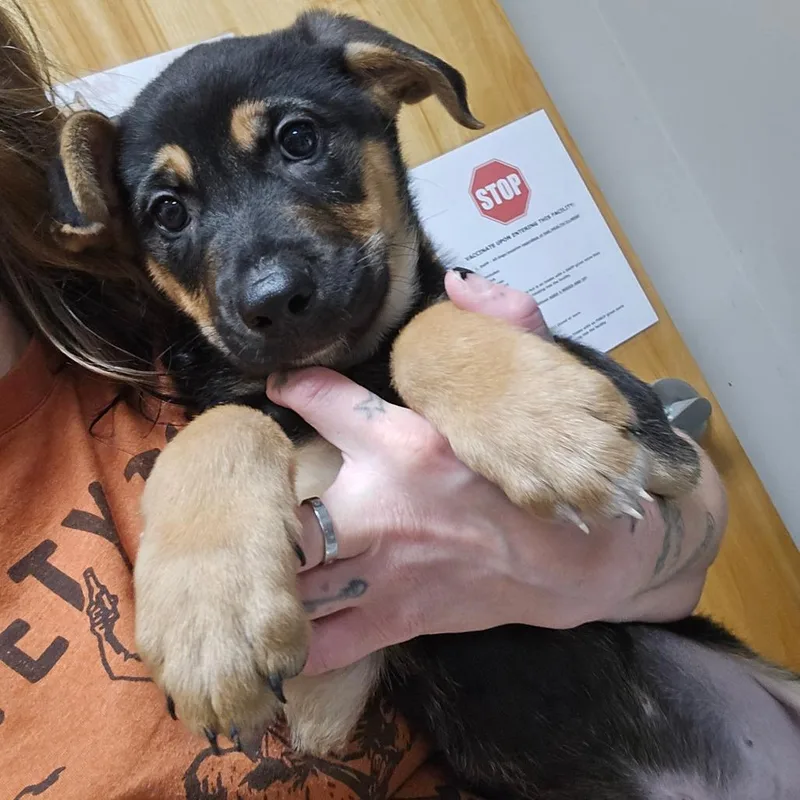 Harley  U thumbnail 2