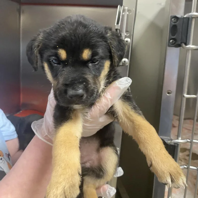 Harley  U thumbnail 3