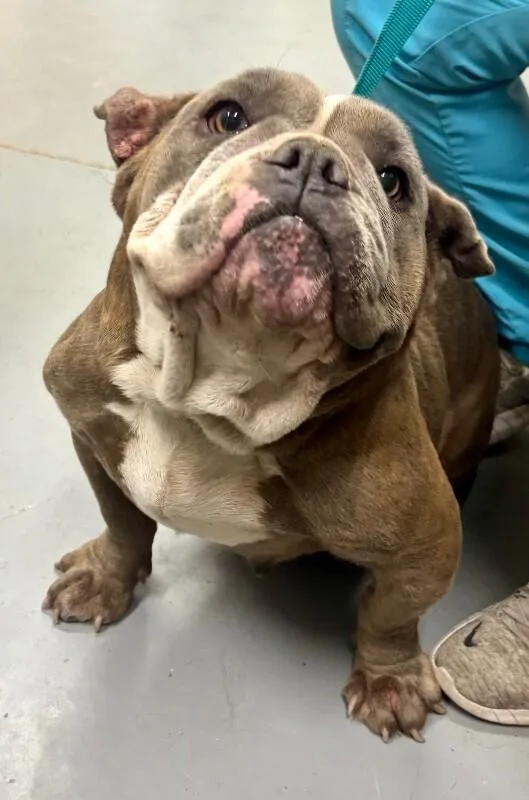 An adult medium-sized female Gray / Blue / Silver English Bulldog dog named Unknown for adoption in Burgaw, NC