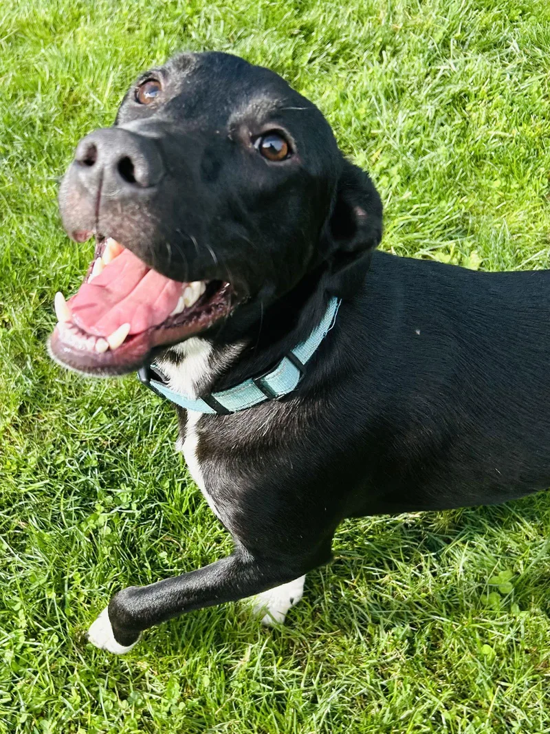A young large-sized male Labrador Retriever dog named Sammy for adoption in Elizabethtown, PA