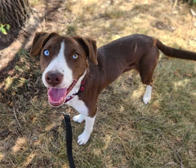 A young medium-sized female Border Collie dog named Lady Queen for adoption in Minneapolis, MN