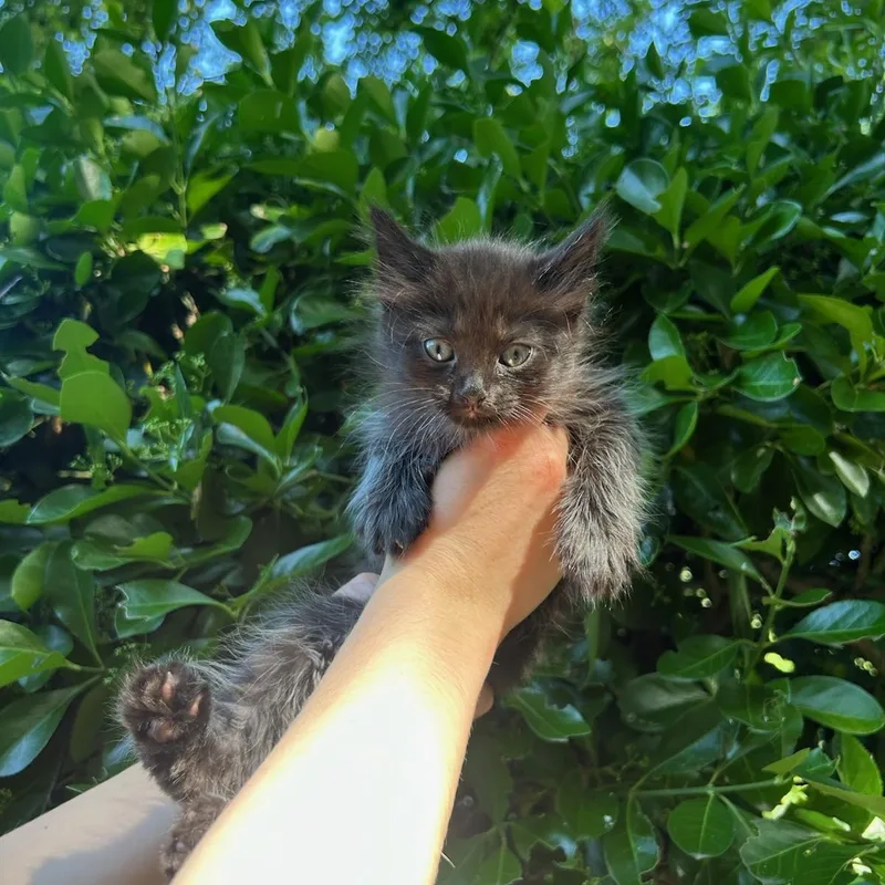 A baby medium-sized male Black Domestic Short Hair cat named Espresso Martini for adoption in Fairfax Station, VA