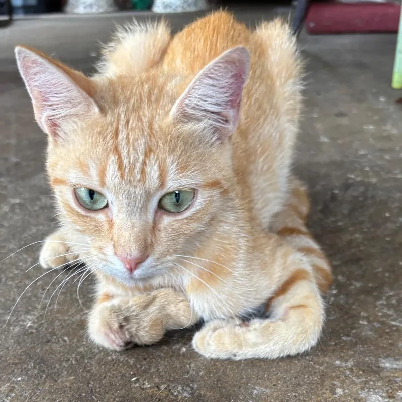 A young medium-sized female Orange / Red Domestic Short Hair cat named CCPRiceStreet for adoption in Columbus, GA