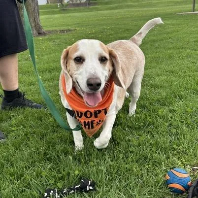 An adult medium-sized male Brown / Chocolate Beagle dog named Buck for adoption in Fort Wayne, IN