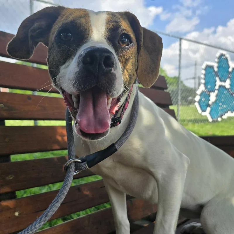 A young medium-sized female White / Cream Boxer dog named Snuggie for adoption in Louisville, KY