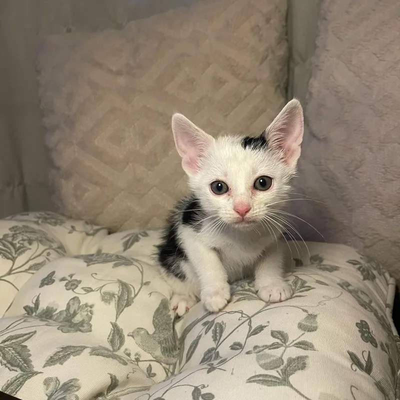 A baby small-sized male Black Domestic Short Hair cat named Shelly & Splash BONDED for adoption in Boca Raton, FL