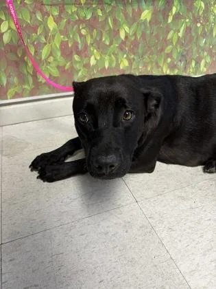 An adult large-sized female Labrador Retriever dog named Betty Boop for adoption in San Antonio, TX