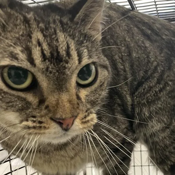 An adult small-sized female Domestic Short Hair cat named Pru for adoption in Des Moines, IA