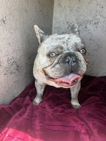 An adult large-sized male French Bulldog dog named Razor for adoption in Salinas, CA
