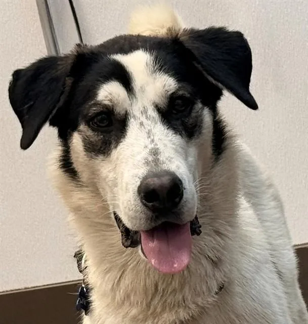 A young medium-sized male Catahoula Leopard Dog dog named Remington for adoption in Tucson, AZ