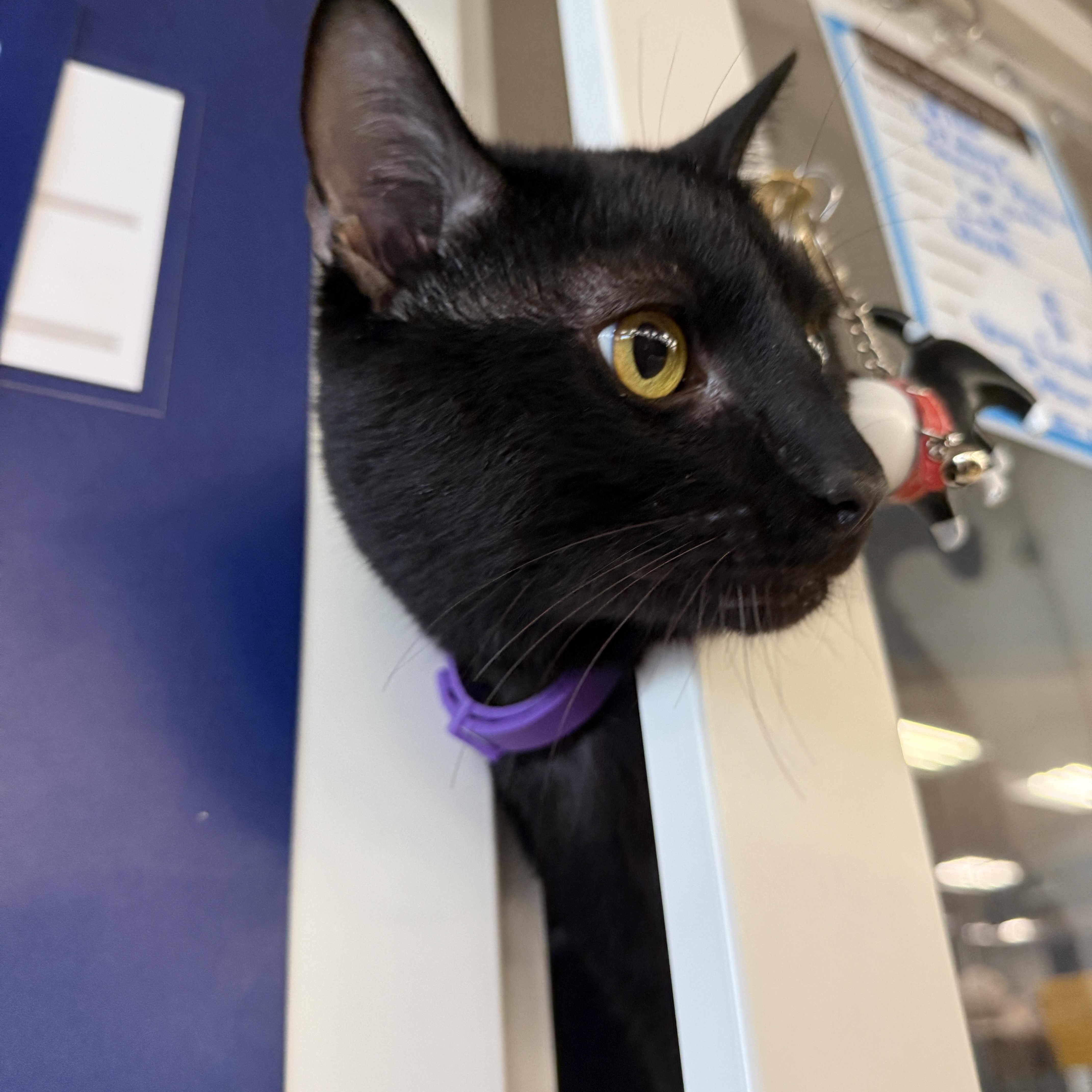 An adult large-sized male Black Domestic Short Hair cat named Alpha for adoption in Oceanside, CA