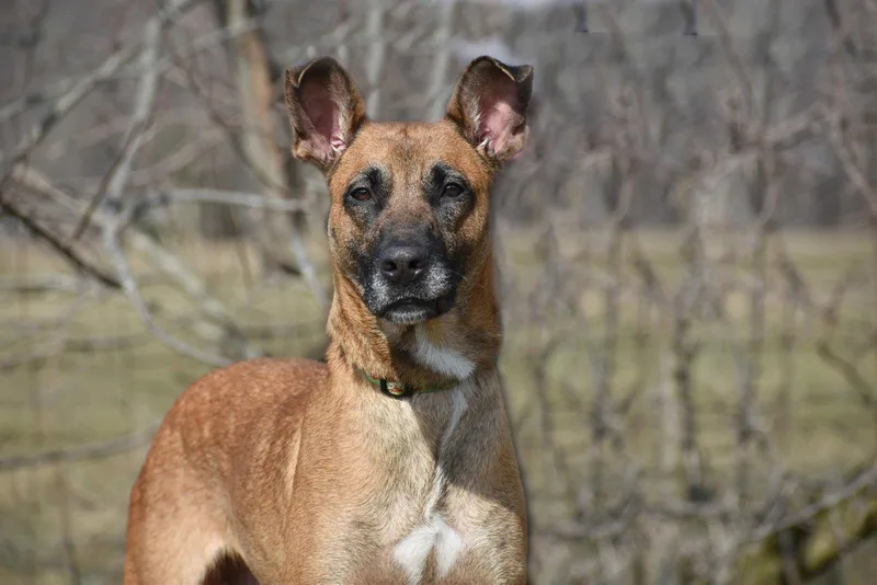 An adult large-sized female Belgian Shepherd / Malinois dog named June aka Juno for adoption in Spring Lake, NJ