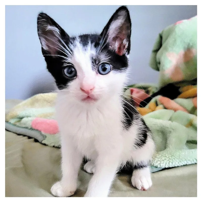 A baby small-sized male Orange / Red Domestic Short Hair cat named Prince for adoption in Los Angeles, CA