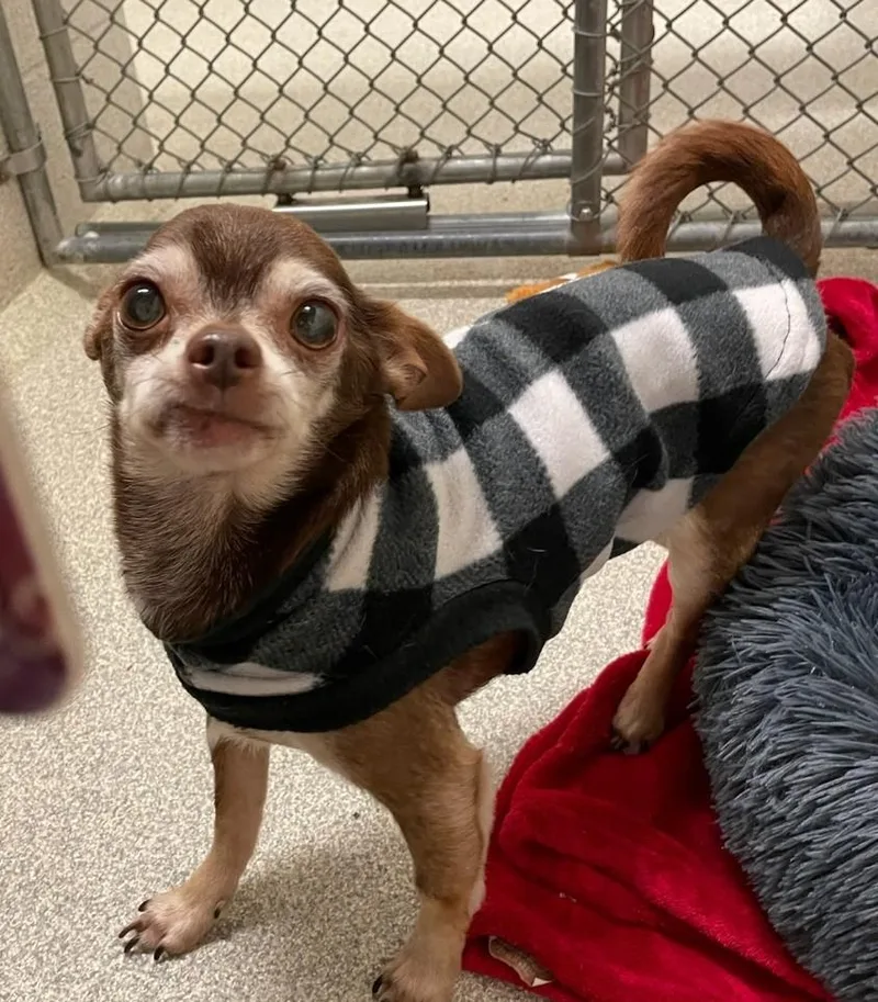 A senior small-sized male Brown / Chocolate Chihuahua dog named Auggie for adoption in Troutman, NC