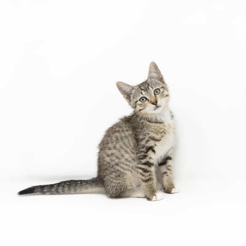 A baby medium-sized female Tabby (Buff / Tan / Fawn) Tabby cat named Violet for adoption in Trophy Club, TX