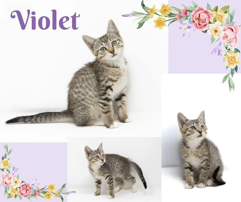 Violet thumbnail 6