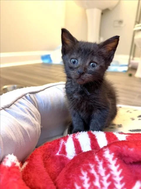 A baby small-sized male Domestic Short Hair cat named Rook for adoption in Chapel Hill, NC