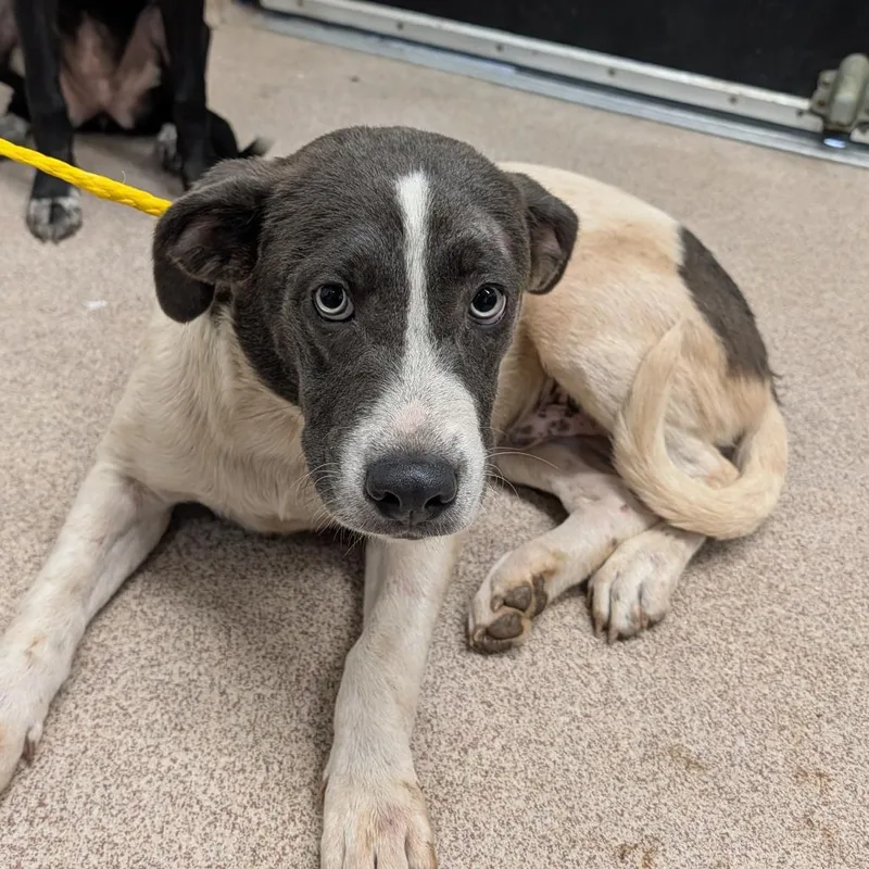 A young medium-sized male White / Cream Mixed Breed dog named Donkey for adoption in Ardmore, OK