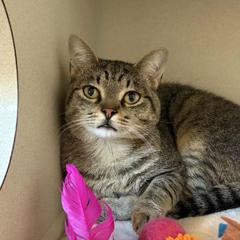 An adult medium-sized male Brown / Chocolate Domestic Short Hair cat named Chico for adoption in Louisville, KY