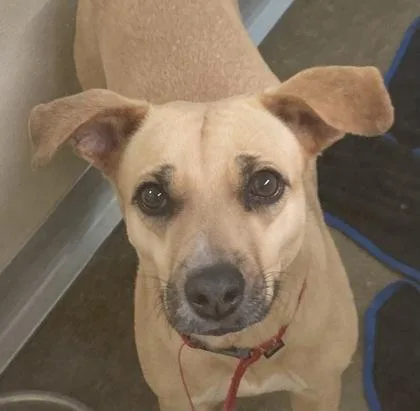 An adult medium-sized female Terrier dog named Sherry for adoption in Cincinnati, OH
