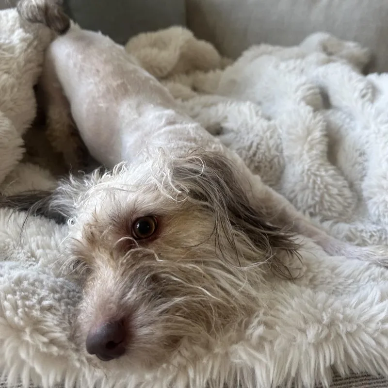 A young small-sized female White / Cream Havanese dog named Cornelia for adoption in Brooklyn, NY