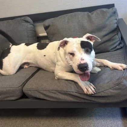 An adult medium-sized male Mixed Breed dog named Snoop Dog for adoption in Lansing, MI