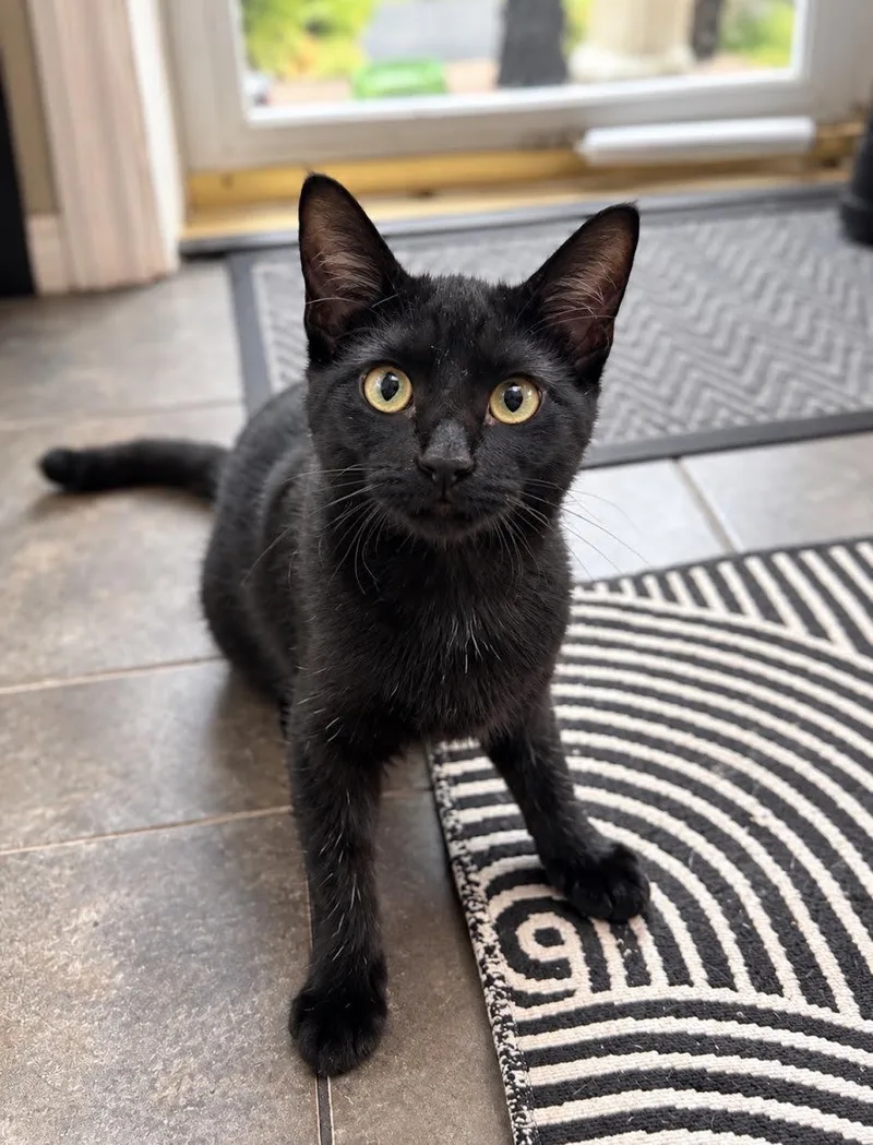 A baby small-sized female Black Domestic Short Hair cat named Melissa for adoption in Mankato, MN