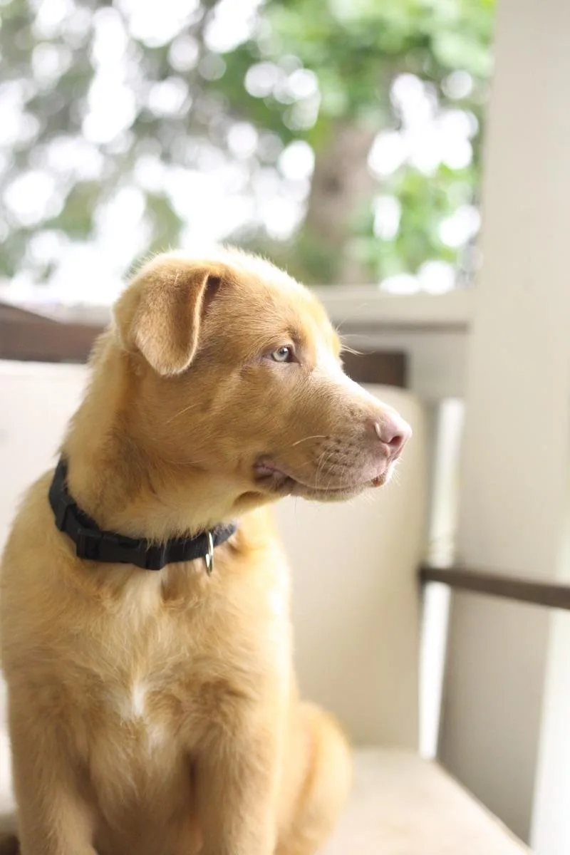 Bailey thumbnail 3