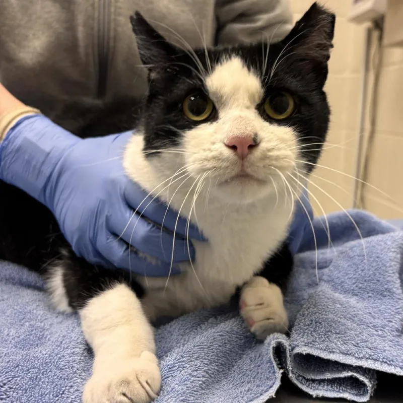 A senior large-sized male Domestic Short Hair cat named Moo for adoption in Murray, UT