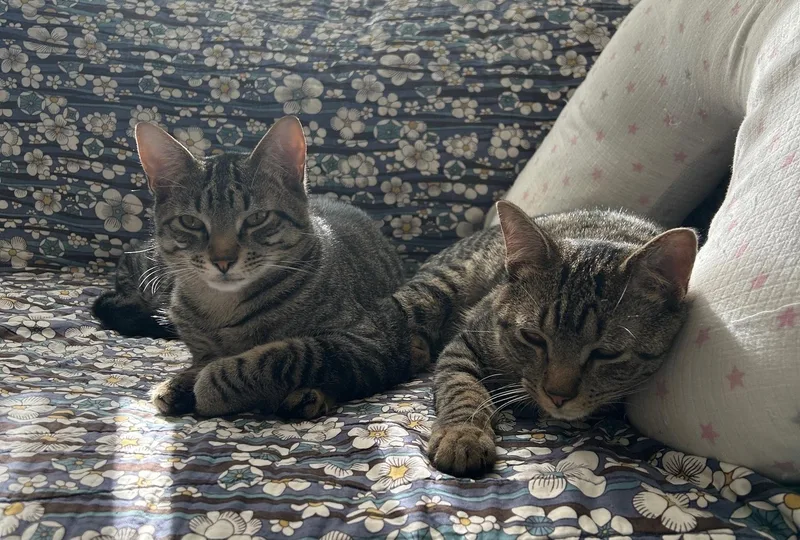 A baby medium-sized male Tabby (Buff / Tan / Fawn) Domestic Short Hair cat named Rory and Aurie for adoption in Mayfield, NY